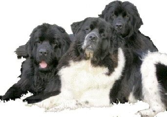 atlantic newfoundland dog rescue