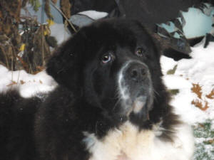 Newfoundland mix best sale puppies for adoption